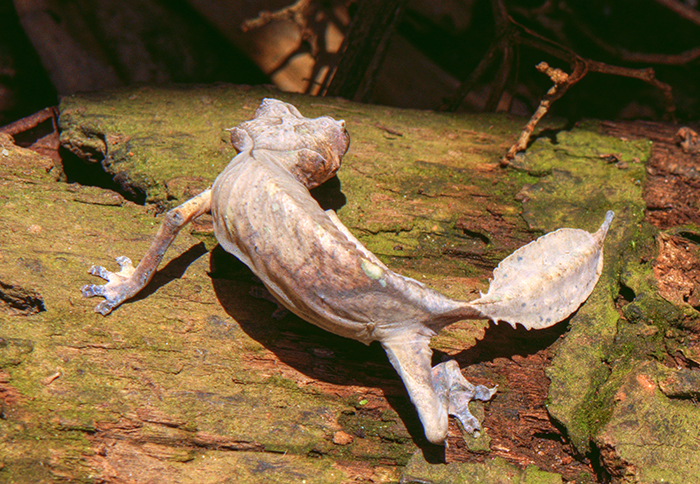 Leaf-Tailed gecko